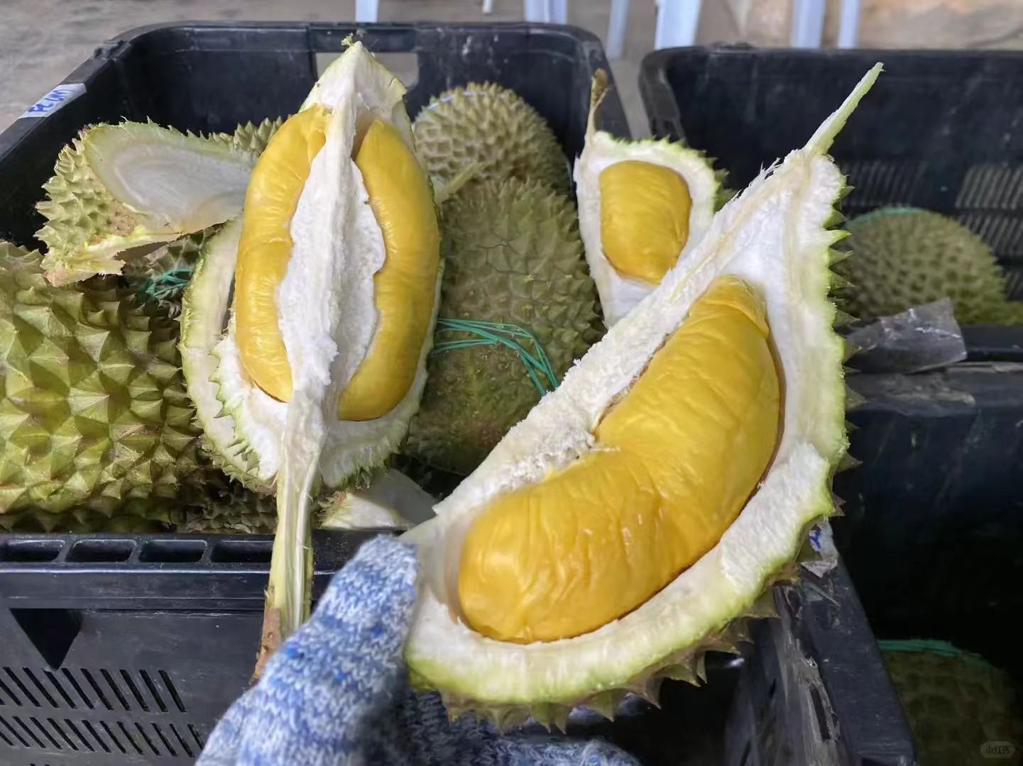 Black Gold durian in crate